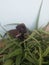 Chocolate labrador dog in alovera plant