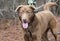 Chocolate Labrador dog outside on leash wagging tail and panting tongue