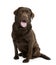 Chocolate Labrador in front of white background