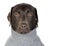 Chocolate Labrador in Grey Roll Neck Jumper