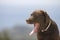 Chocolate Labrador Head Profile