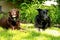 Chocolate Labrador howling and black shepherd dog laying in backyard lawn.