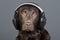 Chocolate Labrador Listening to his Headphones