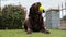 Chocolate Labrador Playing with squishy ball in garden at home. happy dog. slow motion