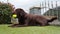 Chocolate Labrador Playing with squishy ball in garden at home. happy dog. slow motion