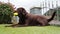 Chocolate Labrador Playing with squishy ball in garden at home. happy dog. slow motion