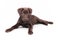 Chocolate Labrador puppy laid down
