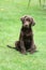 Chocolate Labrador puppy with quizzical expression