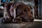 A chocolate labrador resting on a tiled floor