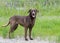 Chocolate Labrador Retreiver mixed breed dog