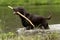 Chocolate Labrador Retriever