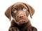 Chocolate Labrador Retriever