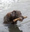 Chocolate Labrador Retriever