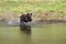 Chocolate Labrador Retriever diving