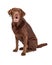 Chocolate Labrador Retriever Dog Drooling