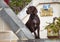 Chocolate labrador retriever dog guarding its owner`s home