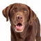 Chocolate Labrador Retriever Dog Head Shot