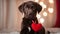 chocolate labrador retriever a dog holding a heart shape sporting group and is a puppy. It is indoors and wearing a dog collar.