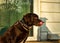 Chocolate labrador retriever dog licking his chops while he sits on front porch of home.