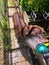 Chocolate Labrador Retriever enjoying water from the hose in his backyard garden.