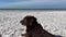 Chocolate Labrador Retriever laying on the beach and observing the sights and sounds of the Gulf of Mexico