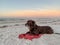 Chocolate labrador retriever laying on white sand beach and observing nature at sunrise along the Gulf of Mexico.