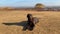 chocolate labrador retriever lies on the sand.