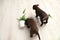 Chocolate Labrador Retriever puppies with overturned houseplant