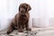 Chocolate Labrador Retriever puppy and dirt on floor