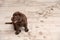 Chocolate Labrador Retriever puppy and dirt on floor indoors.