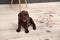 Chocolate Labrador Retriever puppy and dirty paw prints