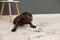 Chocolate Labrador Retriever puppy and dirty paw prints
