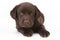 Chocolate labrador retriever puppy with green eyes