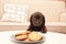 Chocolate Labrador Retriever puppy near plate with cookies indoors