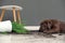 Chocolate Labrador Retriever puppy with overturned houseplant