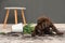 Chocolate Labrador Retriever puppy with overturned houseplant