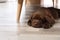 Chocolate Labrador Retriever puppy sleeping on floor