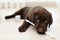 Chocolate Labrador Retriever puppy with tooth brush