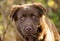 Chocolate Labrador Retriever Pyrenees Mix Dog