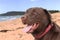 Chocolate Labrador Retriever on Shelly Beach on the new south wales central coast