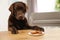 Chocolate labrador retriever at table with plate of cookies