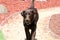 Chocolate Labrador Retriever Walking on Path