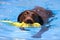 Chocolate Labrador retrieving a toy from the water