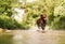 Chocolate labrador running in mountain stream