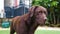 Chocolate labrador sat in home garden looking out and people walking by