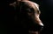 Chocolate Labrador - Side Profile