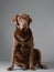 Chocolate Labrador sitting