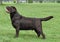 Chocolate Labrador standing