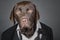 Chocolate Labrador in Tuxedo against a Grey Background