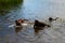 Chocolate labs playing in lake